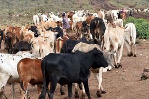 cattle