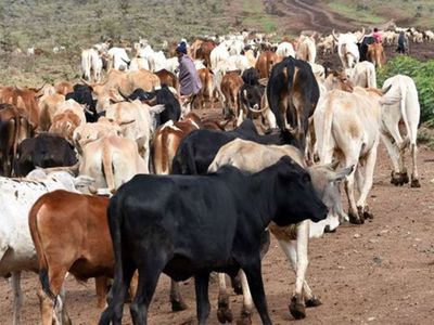 138 000 herders register for livestock insurance