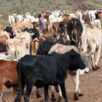 cattle