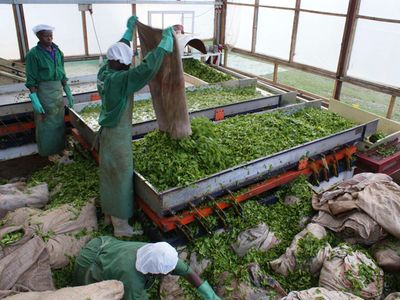 Bomet tea farmers protest non collection of green leaf