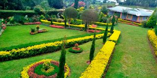 Hillary Rugut uproots maize to plant flowers