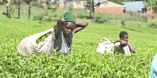Tea farm