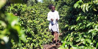 Coffee farm