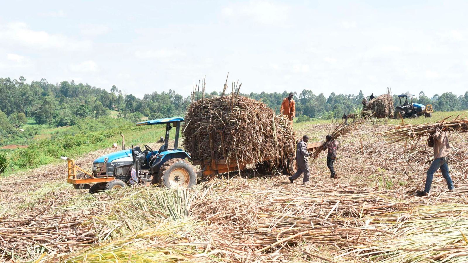 Cane farmers earnings hit Sh33bn as deliveries surge 52.3pc