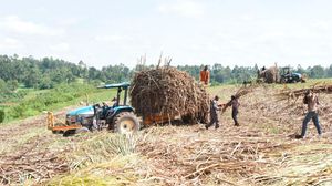Sugarcane