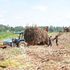 Sugarcane