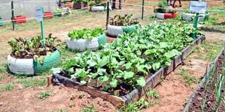 DN KITCHEN GARDEN c