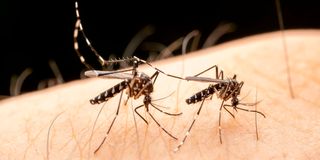 Mosquito