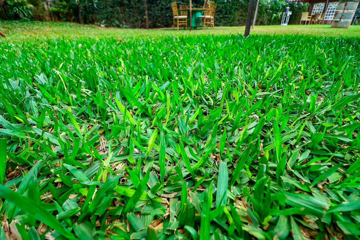 Pourquoi les pelouses du Kenya passent du Kikuyu et de l'Arabica au Paspalum