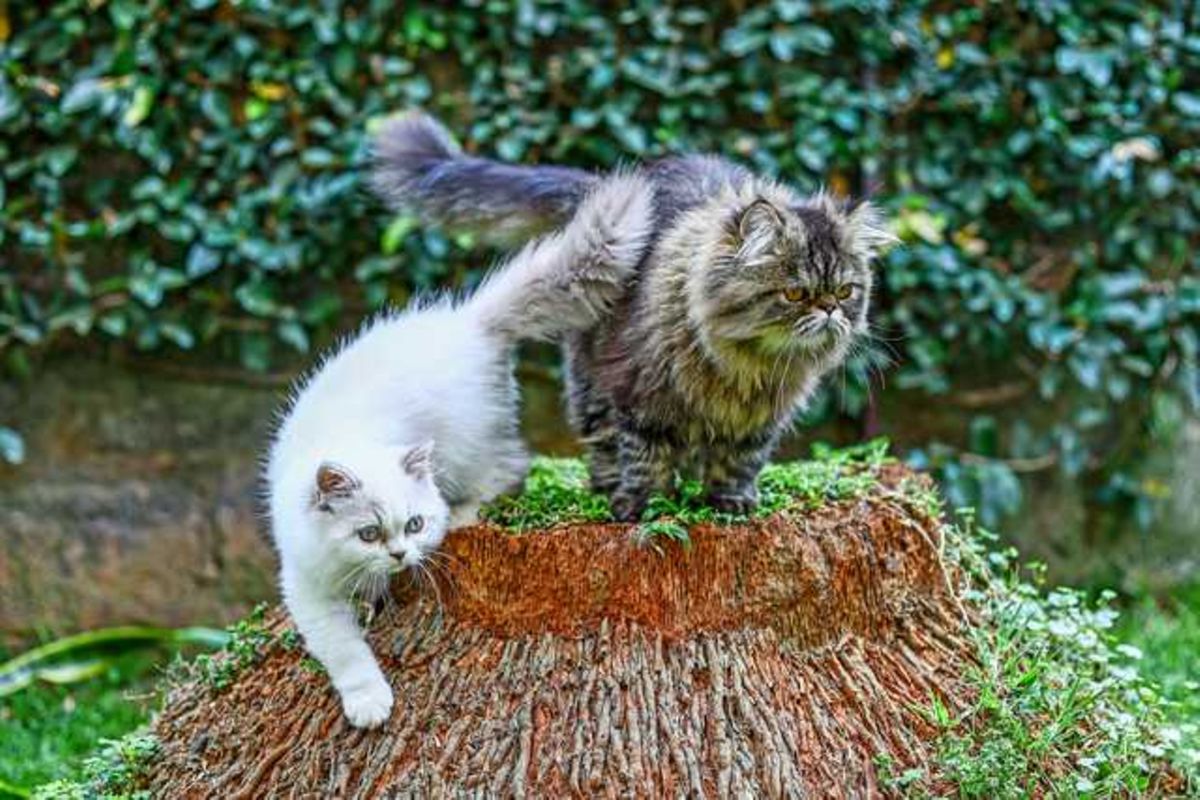 Pourquoi déménager avec votre animal de compagnie à l'étranger coûte près de 2 millions de Sh