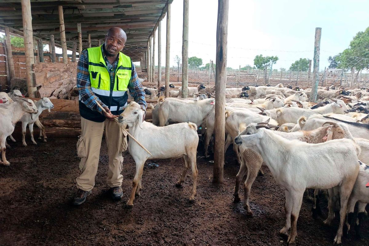 How a two-goats gift grew into 3,000-head livestock enterprise - Business Daily