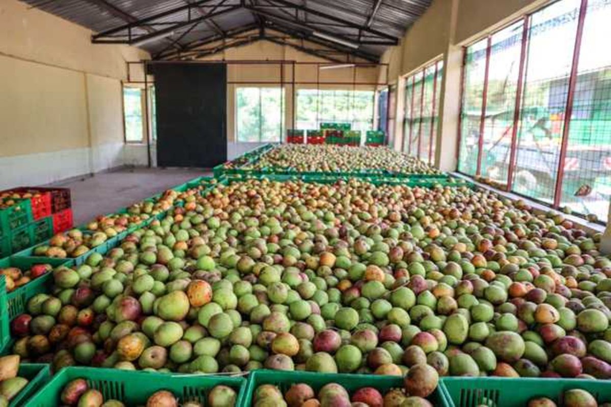 Makueni cherche un partenariat public-privé pour son usine de transformation de fruits de 1 milliard de shillings